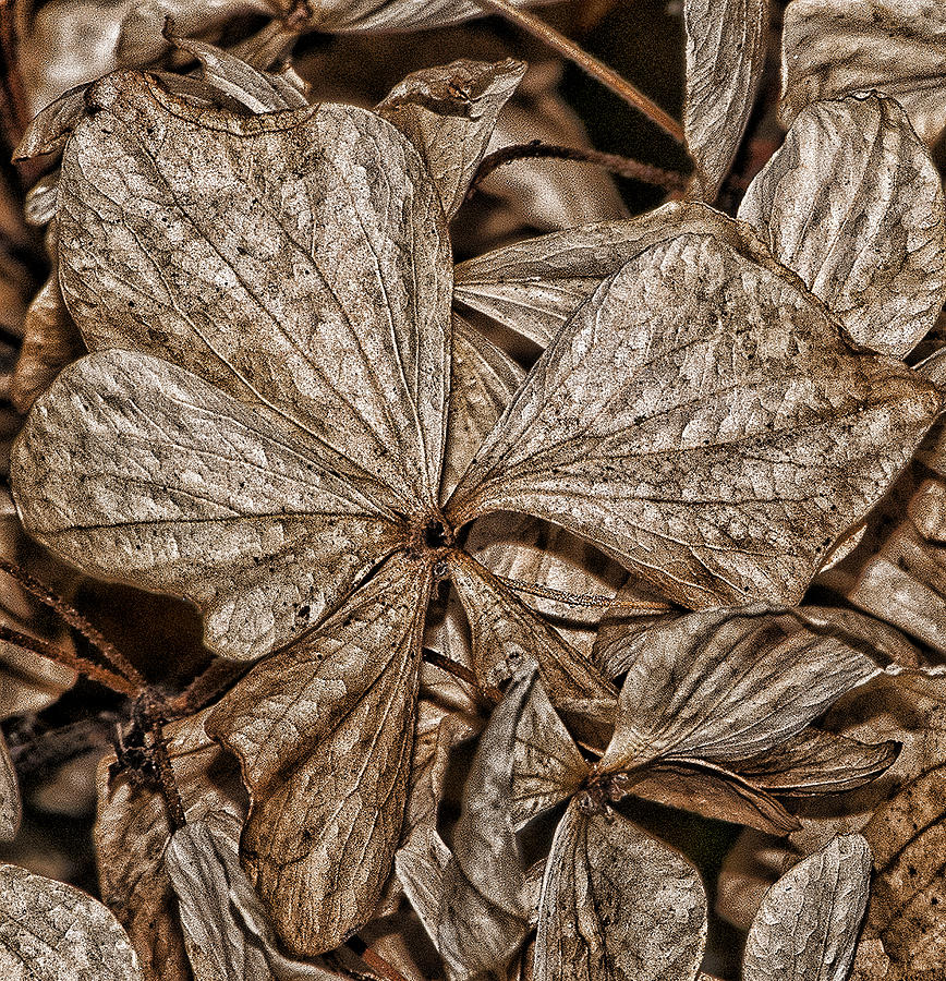 Summer is over Photograph by Ron Roberts Summer is over Photograph by Ron Roberts