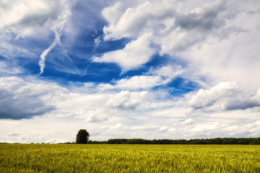 Nature Photograph - Summer landscape with cornfield blue sky and clouds on a warm summer day by Matthias Hauser