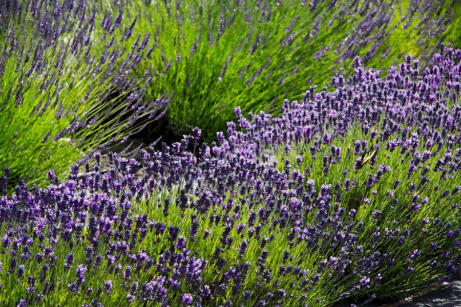 Summer Lavender Photograph by Kathy Bassett