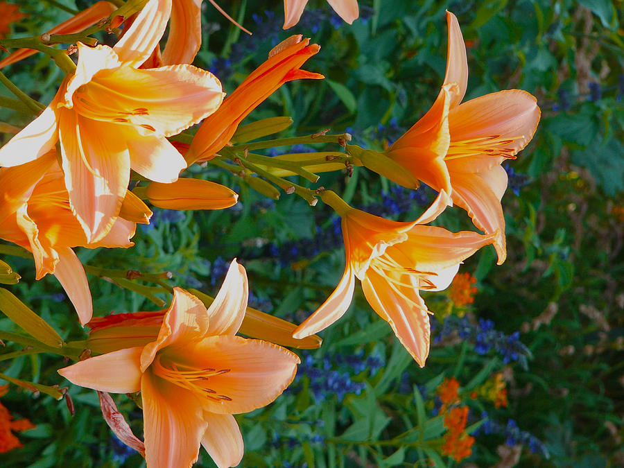 Summer Lilies Photograph by Lisa J Bates