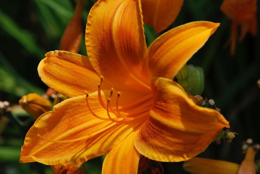 Summer Lilly Photograph by Vickie Harvey - Fine Art America