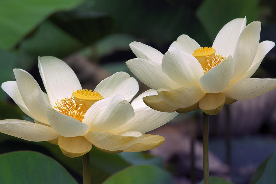Summer Lotus Flowers Photograph by Mary Almond