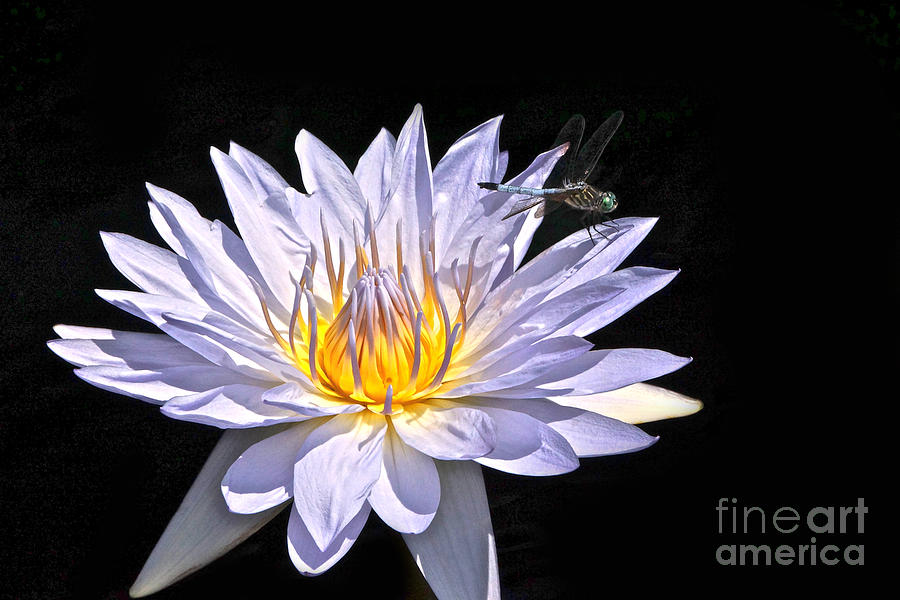 Summer Magic -- Dragonfly On Waterlily On Black Photograph by Byron Varvarigos