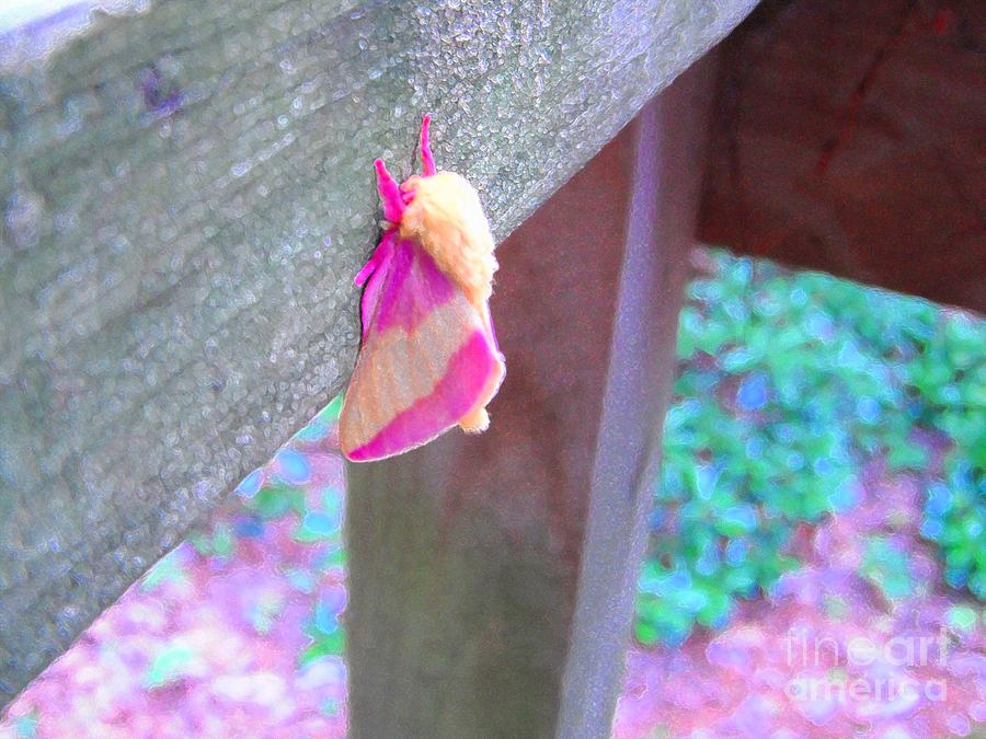 Summer Magic - Rosy Moth Photograph by Susan Carella