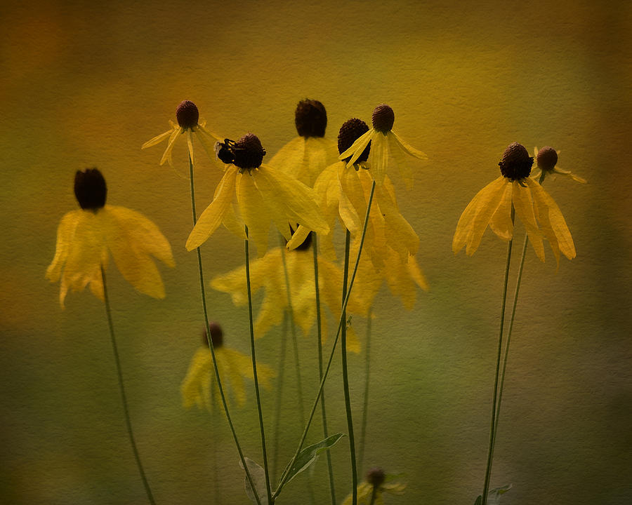 Summer Meadow Photograph by Ann Bridges