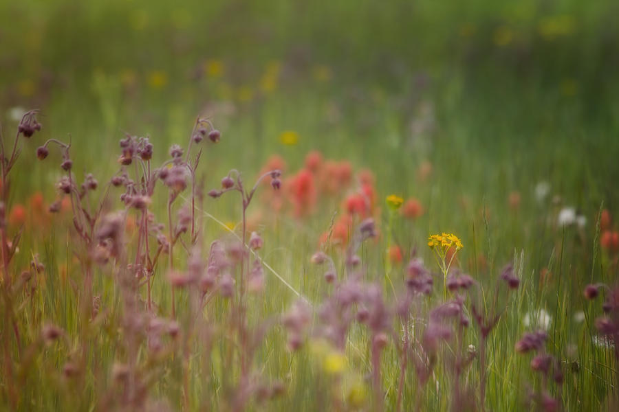 Summer Meadow Photograph by Ellen Heaverlo