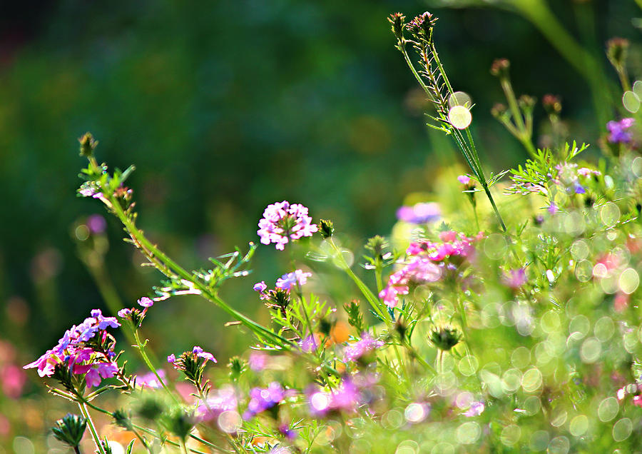 Summer meadow Photograph by Heike Hultsch