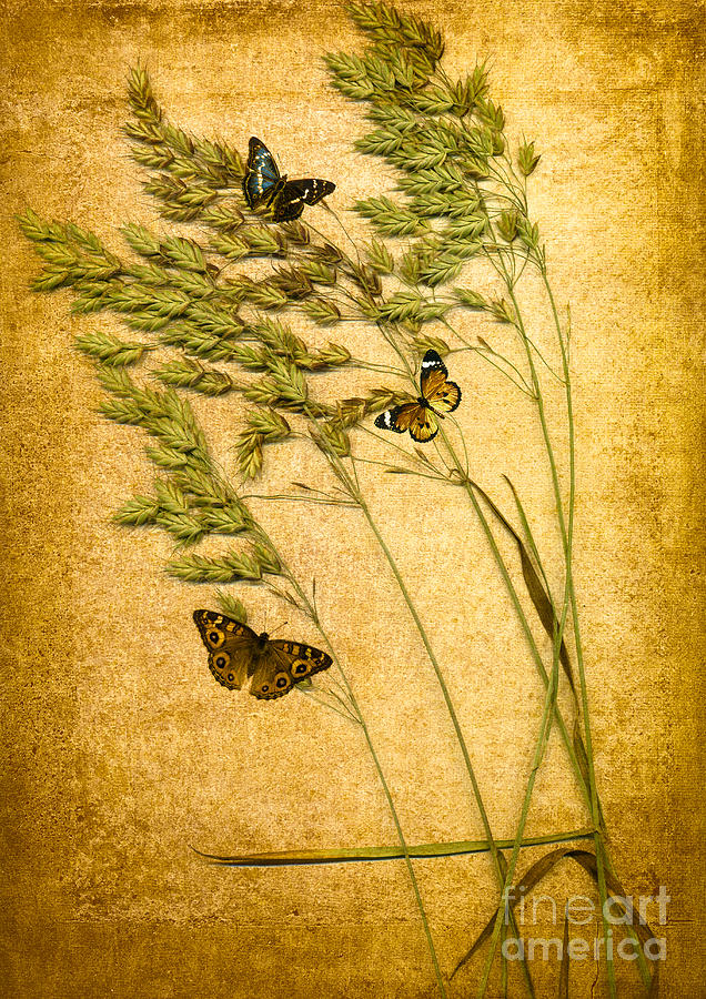 Butterfly Digital Art - Summer Meadow by Jan Bickerton