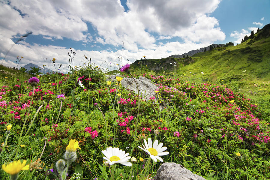 Summer Meadow Photograph by Landschaftsfoto