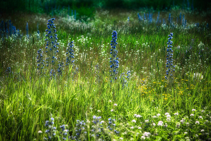 Summer meadow of wild flowers Photograph by Eti Reid