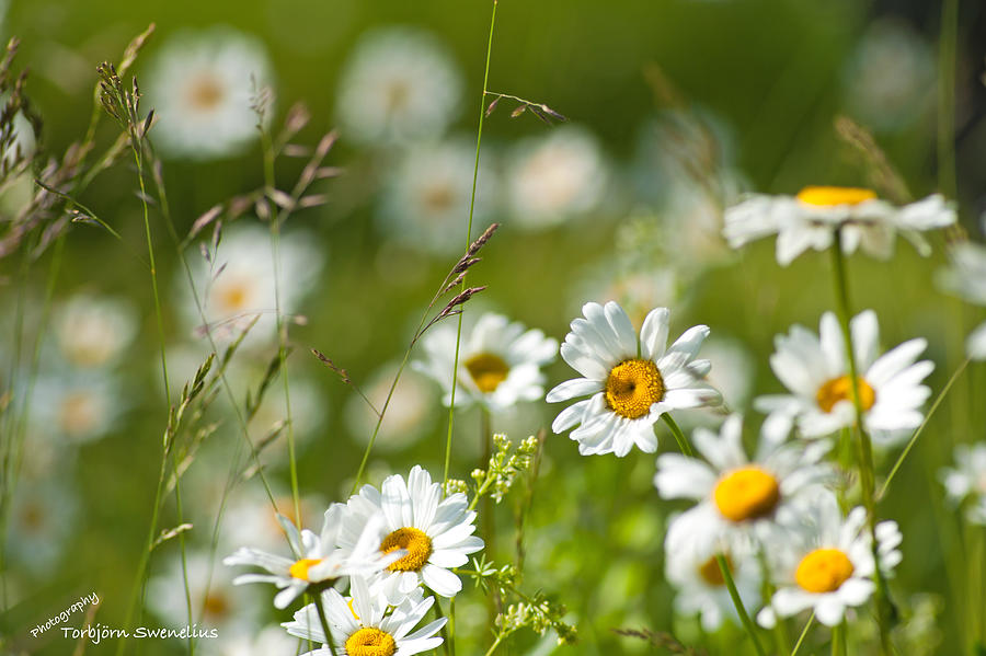 Summer Meadow Photograph by Torbjorn Swenelius