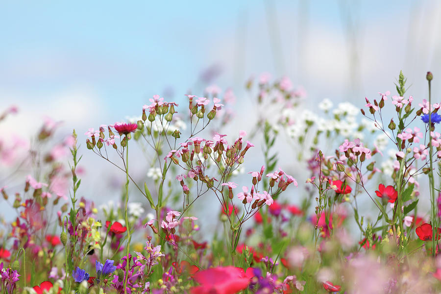 Summer Meadow With Carnation Photograph by Schmitzolaf