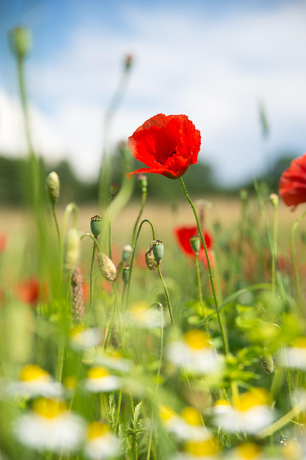 Summer meadow with red poppy Photograph by Matthias Hauser