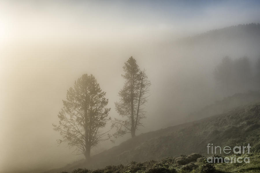 Yellowstone National Park Photograph - Summer Morning in Yellowstone by Sandra Bronstein
