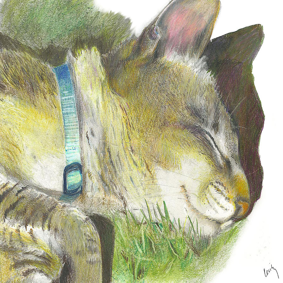 Siamese Drawing - Summer Nap by Cecily Mitchell