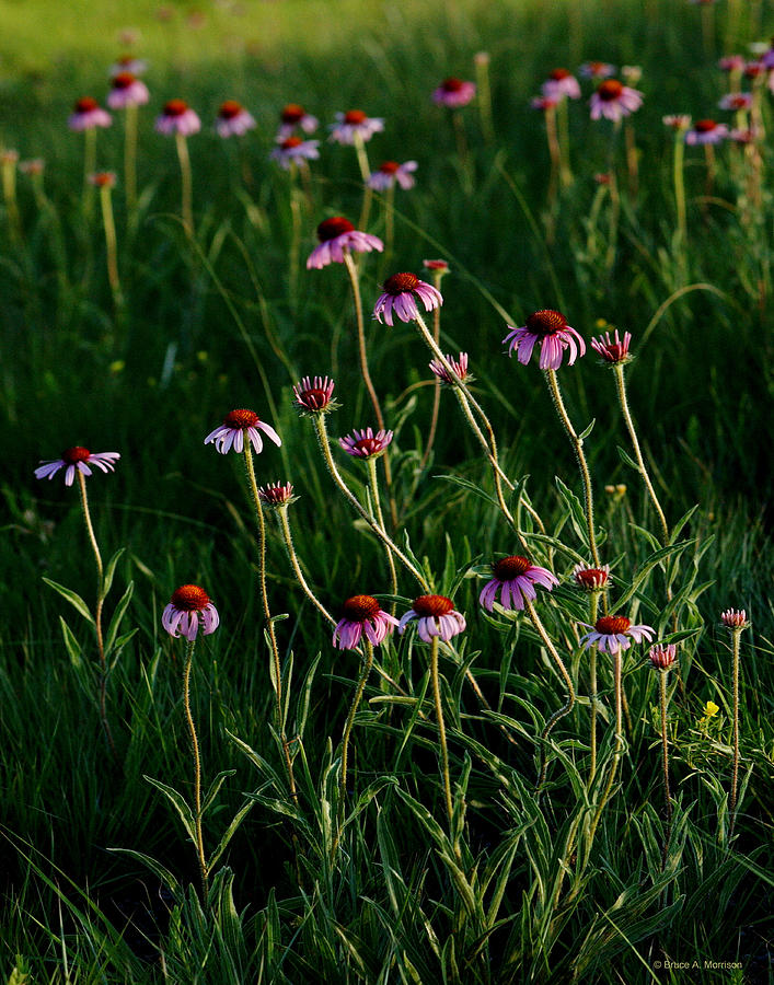 Summer of Echinacea Photograph by Bruce Morrison