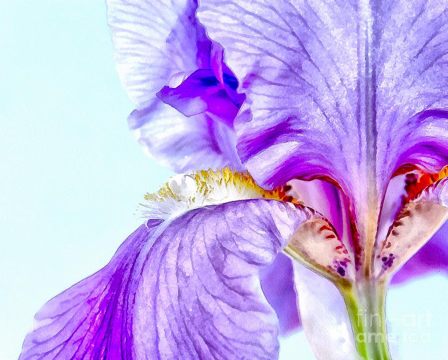 Summer Of The Iris Photograph by Krissy Katsimbras