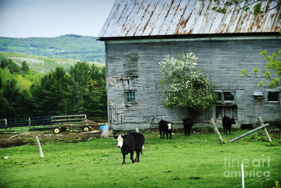 Summer Photograph - Summer on the Farm by Alana Ranney