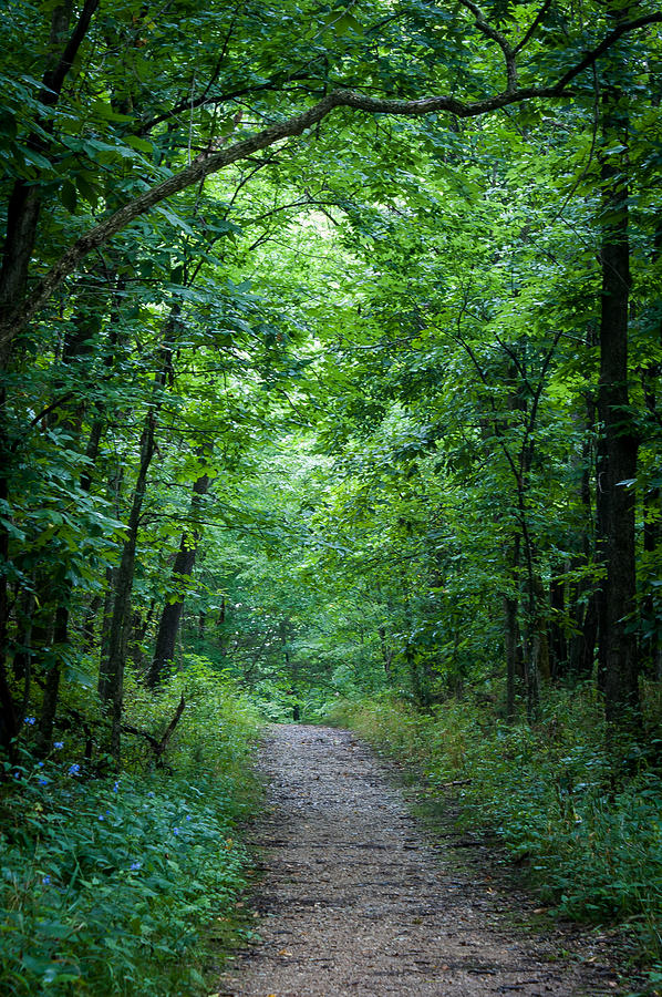 Summer Path Photograph by Wayne Meyer