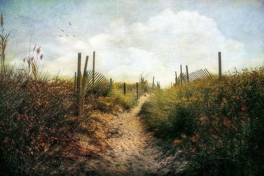 Summer Pathway Photograph by John Rivera
