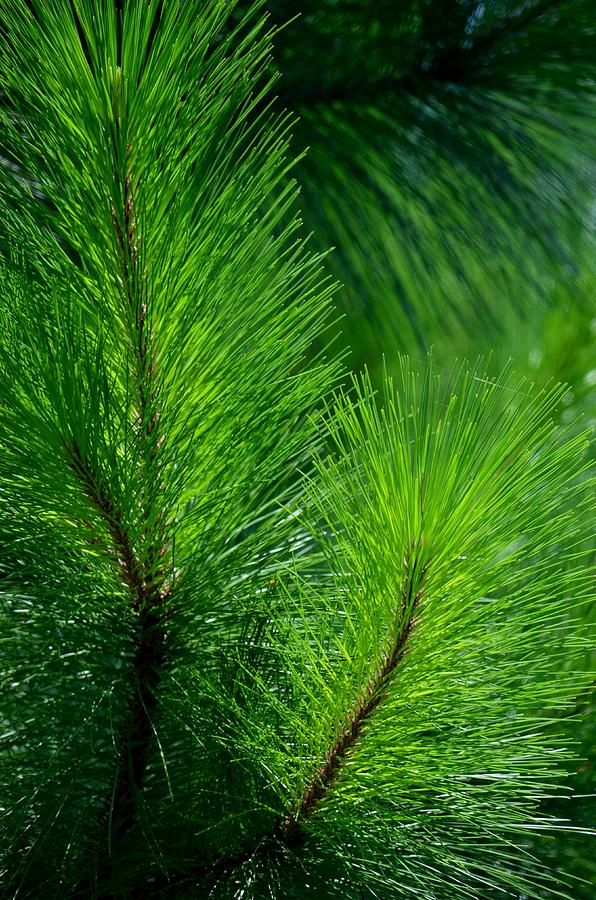 Summer Pine Glow Photograph by Maria Urso