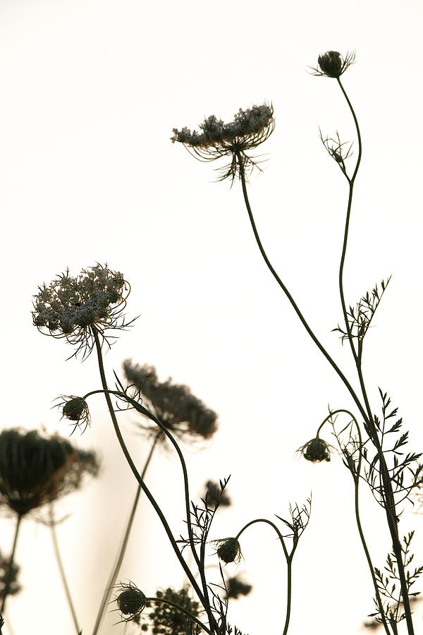 Flower Photograph - Summer Queen Anne by Daniel Kasztelan