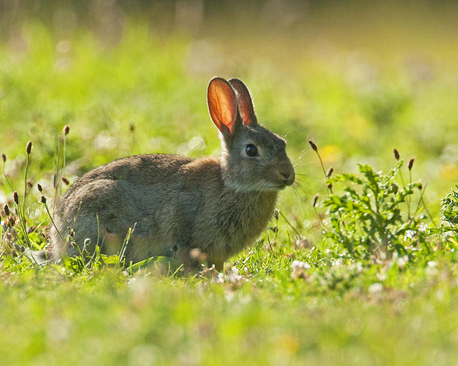 Summer Rabbit Photograph by Paul Scoullar