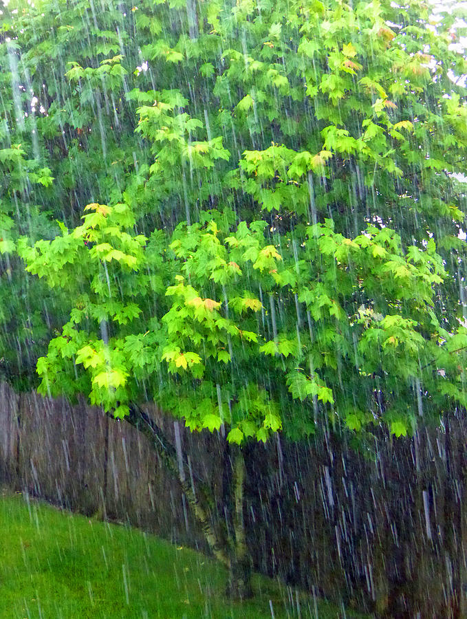 Summer Rain 2 Photograph by Laurie Tsemak