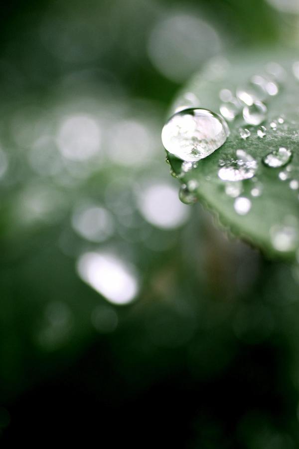 Summer Rain Photograph by AR Annahita