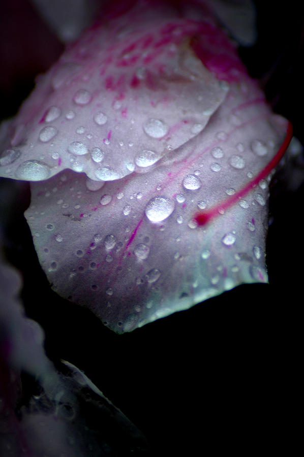 Summer Rain In Georgia Photograph by David Weeks