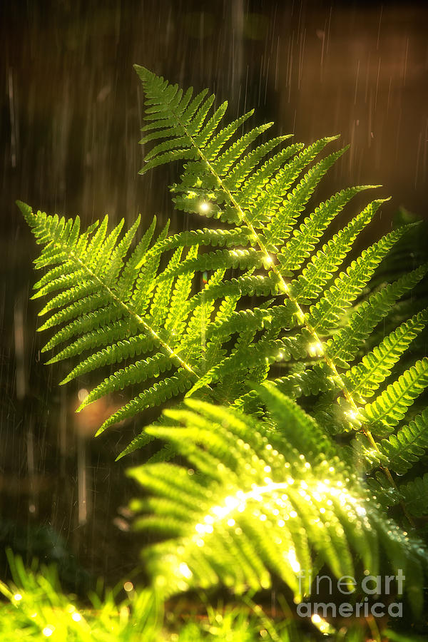 Summer rain Photograph by Jane Rix