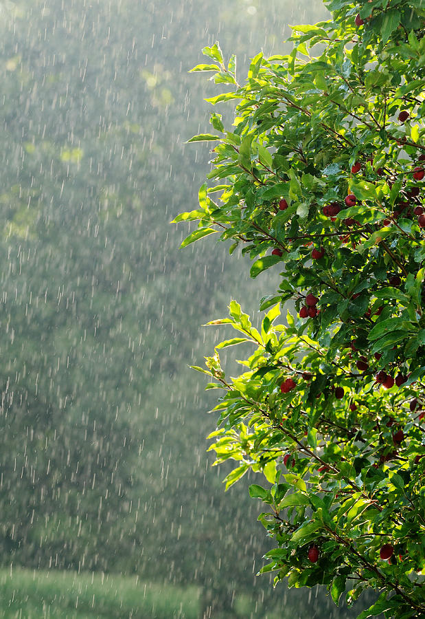 Rain back. Летний дождь в саду картинки.
