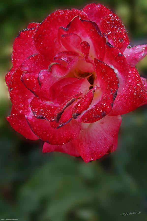 Summer Photograph - Summer Rain on a Red Rose by Mick Anderson