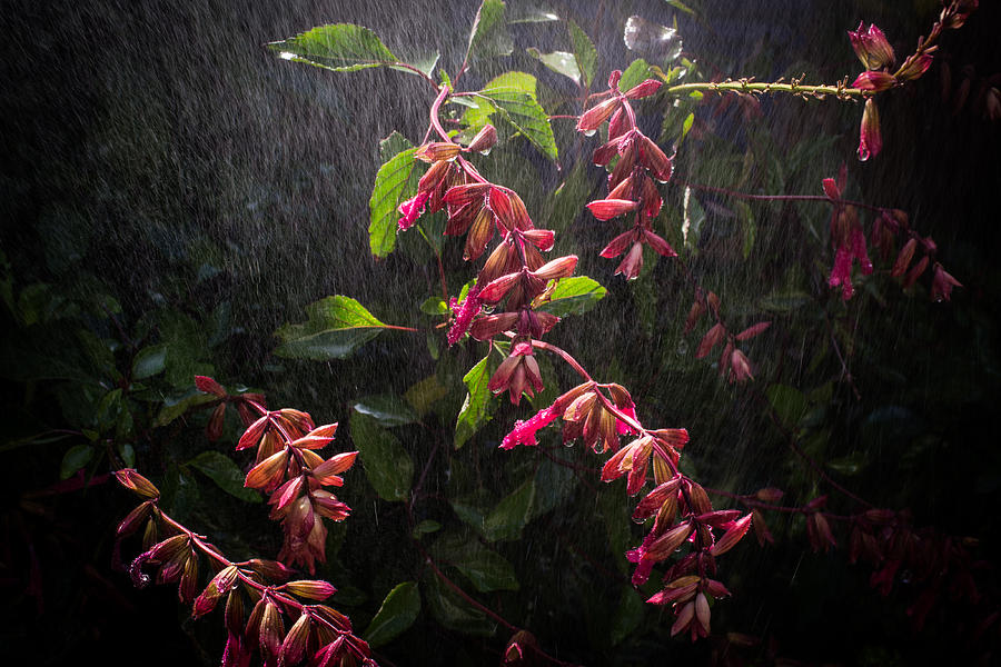 Summer Rain Photograph by Priya Ghose