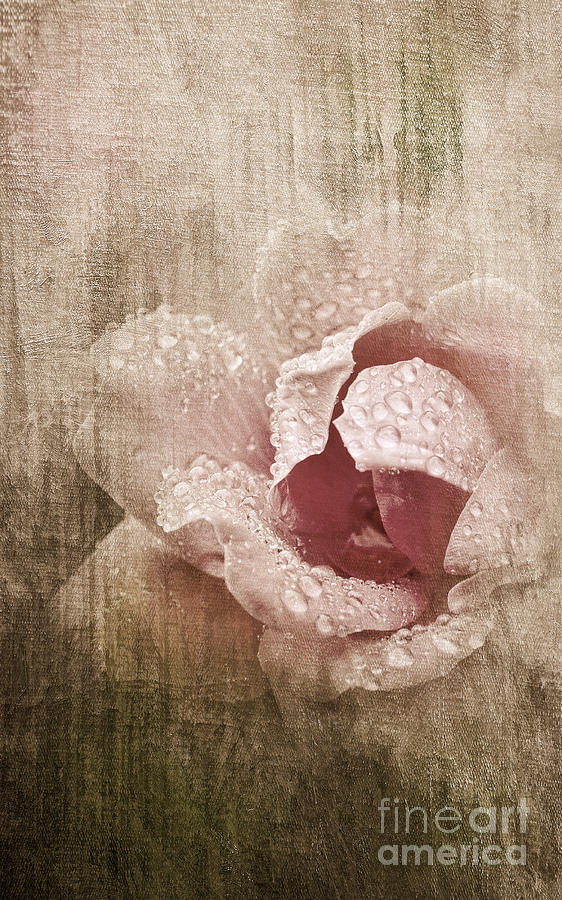Summer Rose #1 Photograph by Betty LaRue