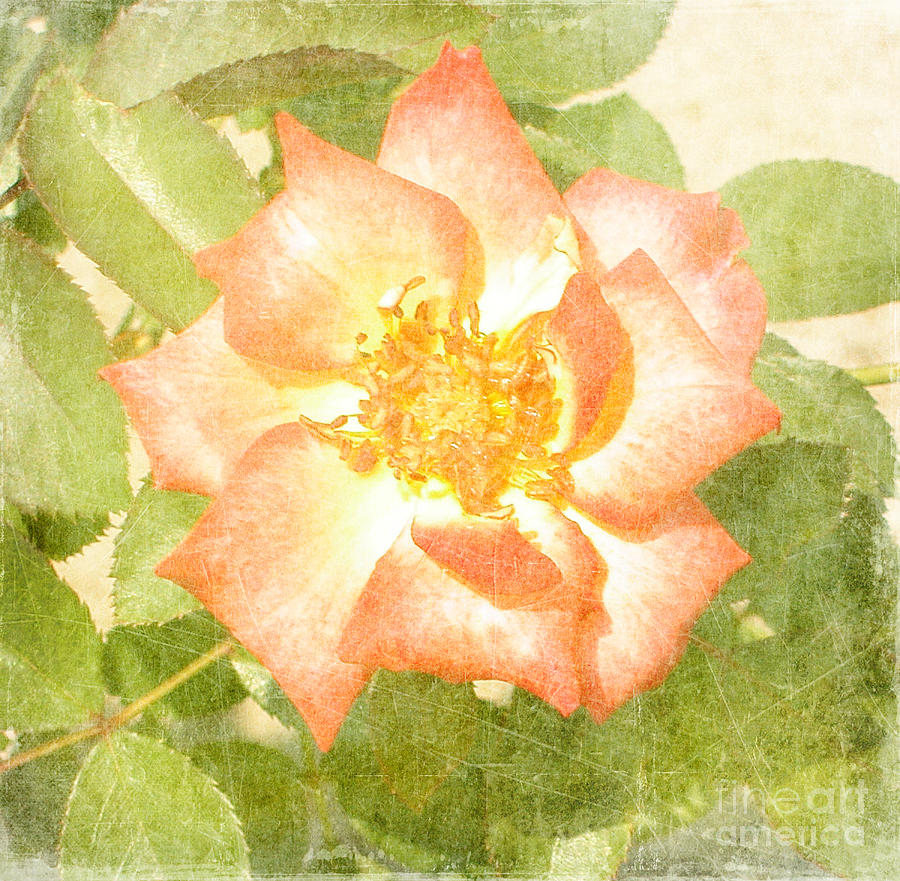 Summer Rose Photograph by Alys Caviness-Gober