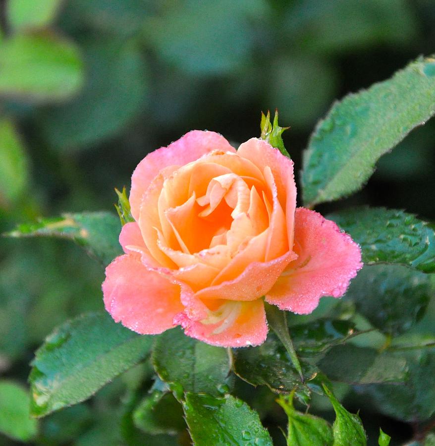Rose Photograph - Summer Rose by Gail Churinetz