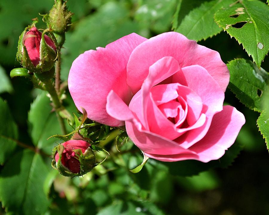 Summer Rose Photograph by Kelsey Glazer - Fine Art America