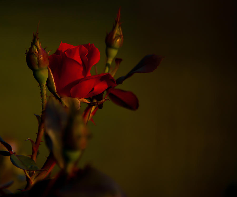 Summer Rose Photograph by Mark Alder