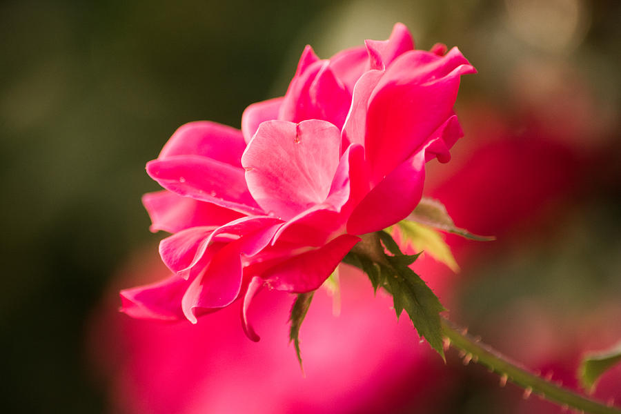 Summer Rose Photograph by Parker Cunningham