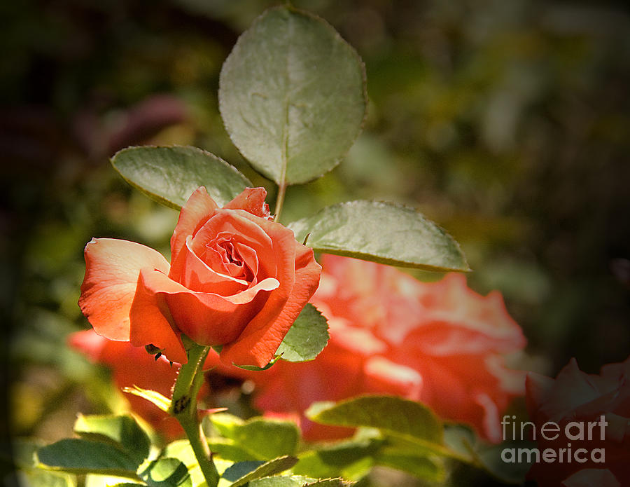 Summer Rose Photograph by Rebecca MB Pearson - Pixels