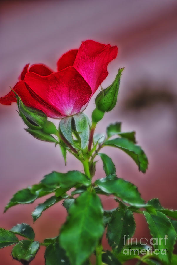 Rose Photograph - Summer Rose by Thomas Woolworth