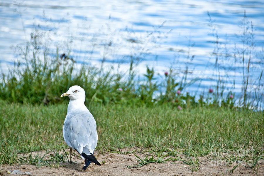 Summer Sea Gull Photograph by Cheryl Baxter