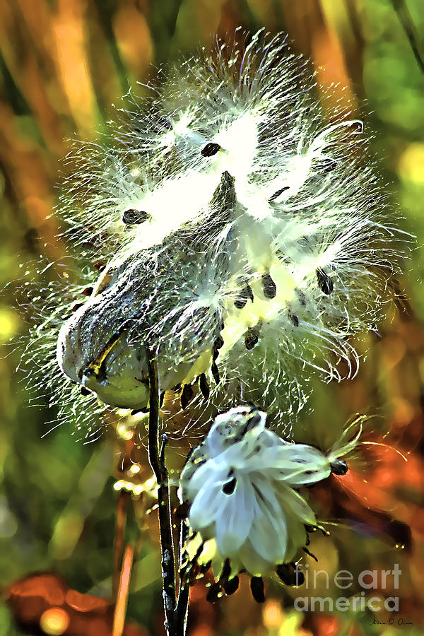 SUMMER SEEDS - milkweed Photograph by Adam Olsen