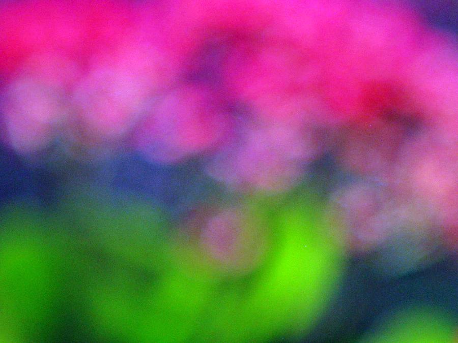 Flower Photograph - Summer shimmer by Liz Hill
