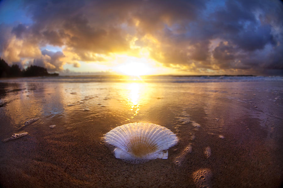 Shell Photograph - Summer Solstice by Sean Davey