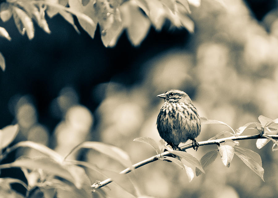 Summer Sparrow Photograph by Ronda Broatch