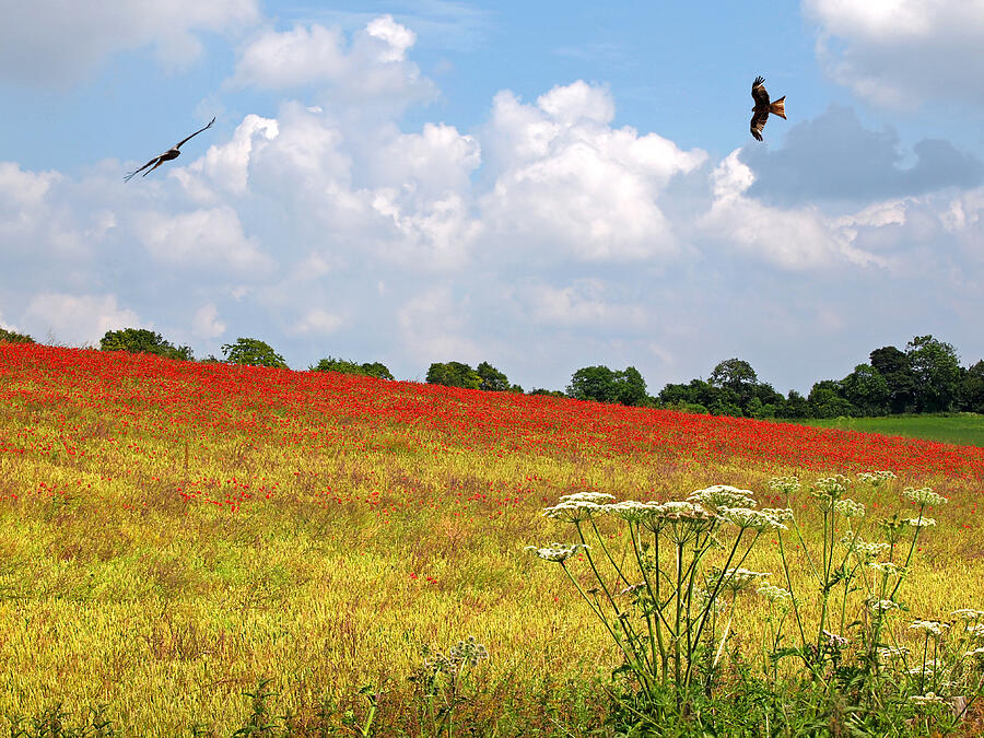 Poppy Photograph - Summer Spectacular - Red Kites Over Poppy Fields by Gill Billington