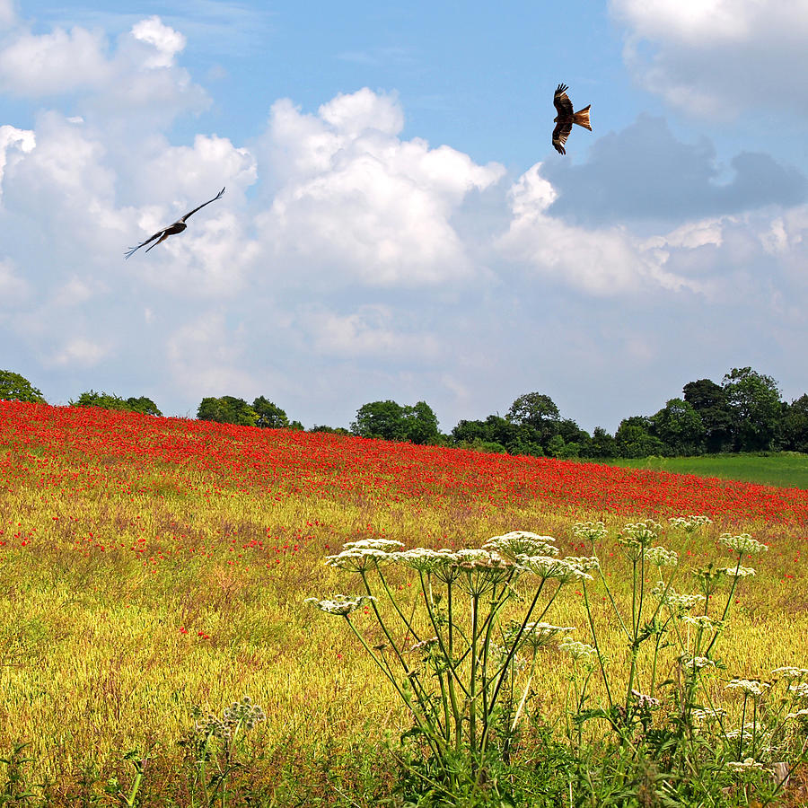 Summer Spectacular - Red Kites Over Poppy Fields - Square Photograph by Gill Billington