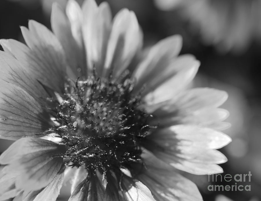 Summer Splendor in black and white Photograph by Mary Haber